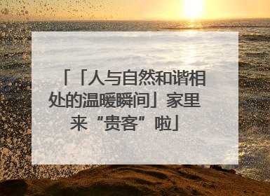 「人与自然和谐相处的温暖瞬间」家里来“贵客”啦