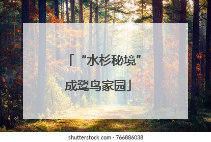 “水杉秘境”成鹭鸟家园