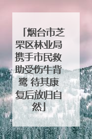 烟台市芝罘区林业局携手市民救助受伤牛背鹭 待其康复后放归自然