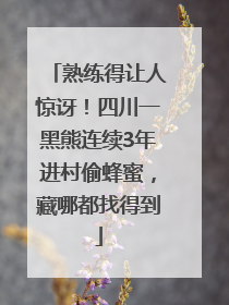 熟练得让人惊讶！四川一黑熊连续3年进村偷蜂蜜，藏哪都找得到