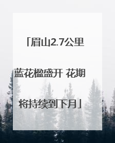 眉山2.7公里蓝花楹盛开 花期将持续到下月