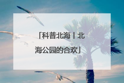 科普北海丨北海公园的合欢