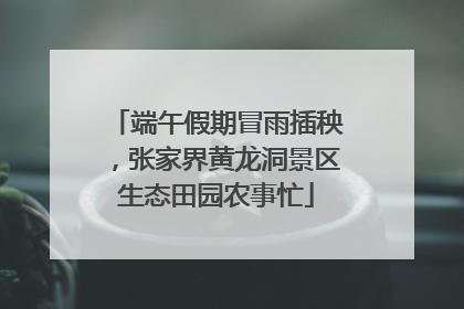 端午假期冒雨插秧，张家界黄龙洞景区生态田园农事忙
