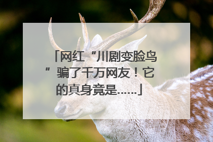 网红“川剧变脸鸟”骗了千万网友！它的真身竟是……