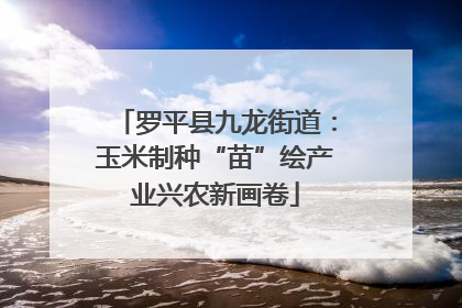 罗平县九龙街道：玉米制种“苗”绘产业兴农新画卷