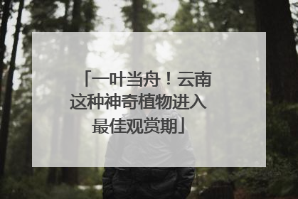 一叶当舟！云南这种神奇植物进入最佳观赏期