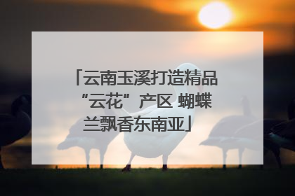 云南玉溪打造精品“云花”产区 蝴蝶兰飘香东南亚