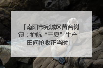 南阳市宛城区黄台岗镇：护航“三夏”生产 田间抢收正当时