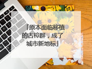 原本面临移植的古樟群，成了城市新地标