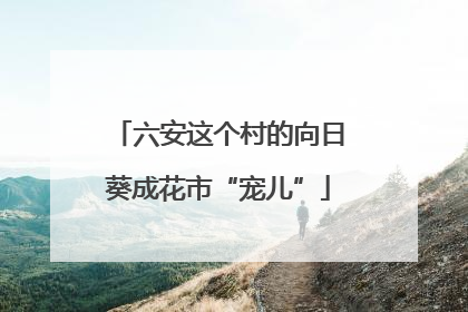 六安这个村的向日葵成花市“宠儿”