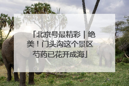 北京号最精彩｜绝美！门头沟这个景区芍药已花开成海
