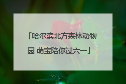 哈尔滨北方森林动物园 萌宝陪你过六一