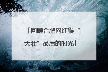 回顾合肥网红猴“大壮”最后的时光