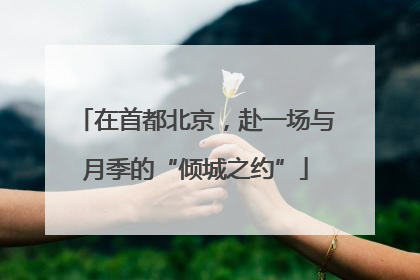 在首都北京，赴一场与月季的“倾城之约”