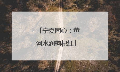 宁夏同心：黄河水润枸杞红