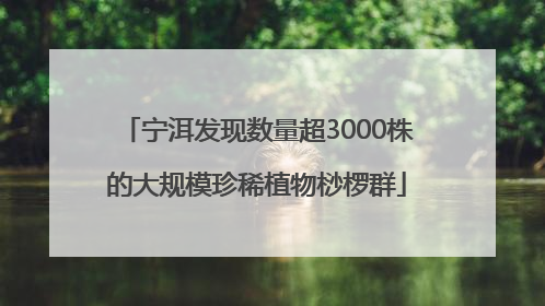 宁洱发现数量超3000株的大规模珍稀植物桫椤群