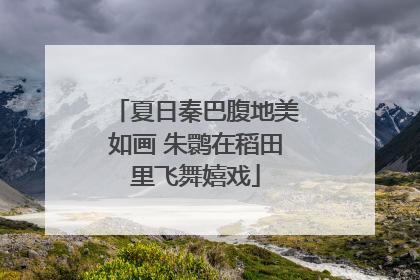 夏日秦巴腹地美如画 朱鹮在稻田里飞舞嬉戏