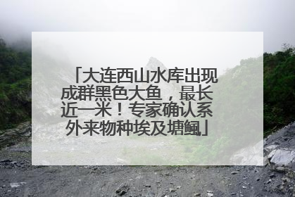 大连西山水库出现成群黑色大鱼，最长近一米！专家确认系外来物种埃及塘鲺