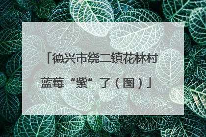 德兴市绕二镇花林村蓝莓“紫”了（图）