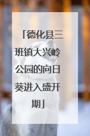 德化县三班镇大兴岭公园的向日葵进入盛开期