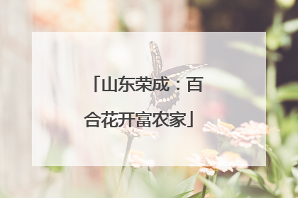 山东荣成：百合花开富农家