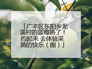 广丰区东阳乡龙溪村的蓝莓熟了！约起来 去体验采摘的快乐（图）