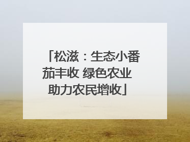 松滋：生态小番茄丰收 绿色农业助力农民增收