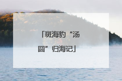 斑海豹“汤圆”归海记