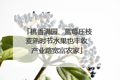 桃香满园、蓝莓压枝 麦熟时节水果也丰收 产业路宽富农家