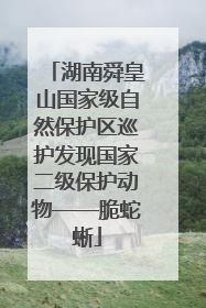 湖南舜皇山国家级自然保护区巡护发现国家二级保护动物——脆蛇蜥