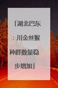湖北巴东：川金丝猴种群数量稳步增加
