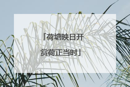 荷塘映日开 赏荷正当时