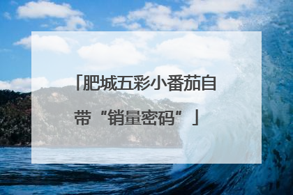 肥城五彩小番茄自带“销量密码”