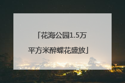 花海公园1.5万平方米醉蝶花盛放
