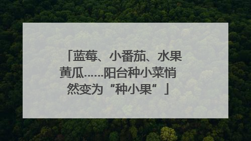 蓝莓、小番茄、水果黄瓜……阳台种小菜悄然变为“种小果”