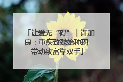让爱无“碍”｜许加良：重疾致残始种藕 带动致富靠双手