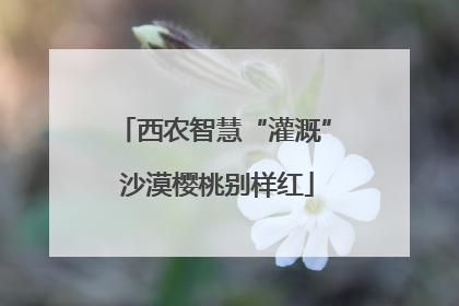 西农智慧“灌溉” 沙漠樱桃别样红