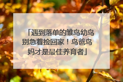 遇到落单的雏鸟幼鸟别急着捡回家！鸟爸鸟妈才是最佳养育者