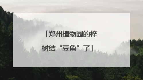 郑州植物园的梓树结“豆角”了